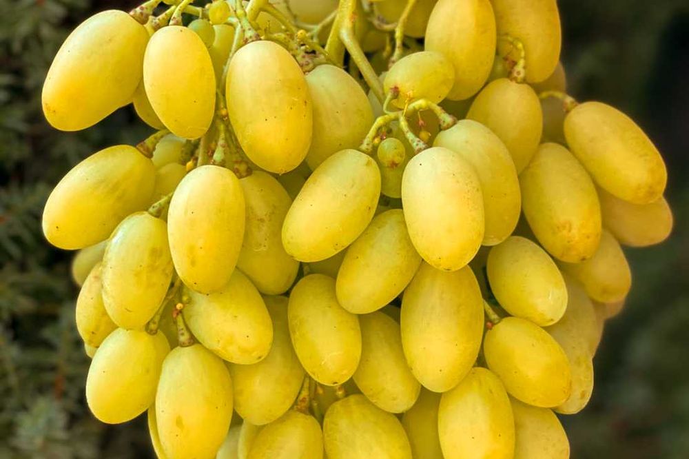 Dubowski Różowy, winogrona, sadzonki winorośli, winogron