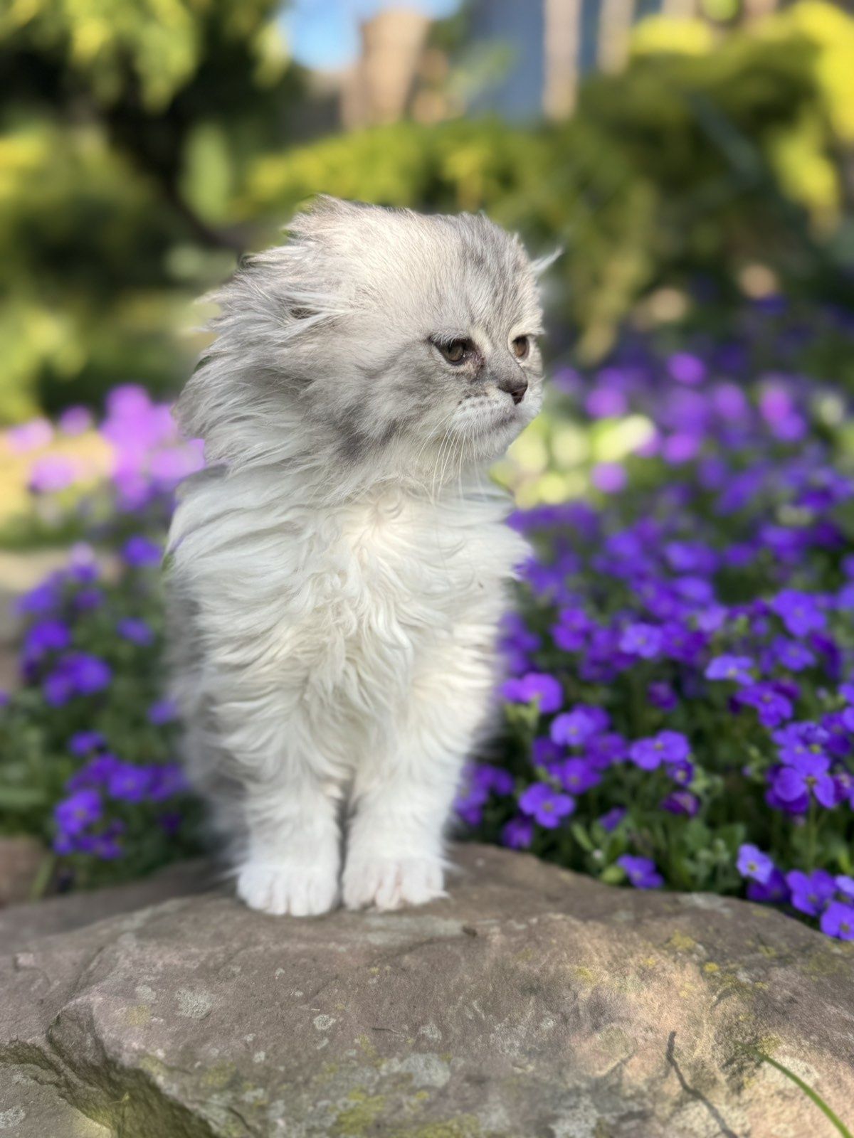 Шотланські кошенята