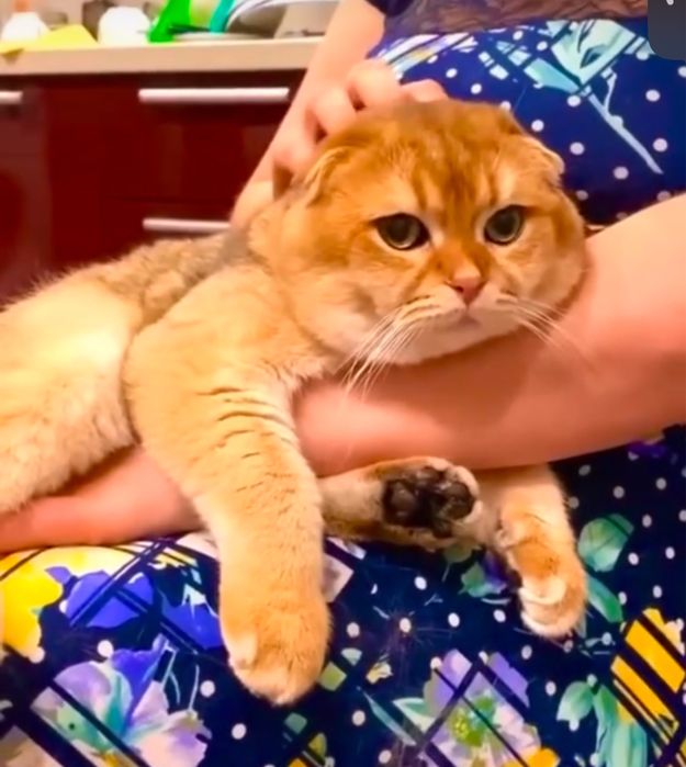 Кіт дорослий в'яжучий золотий шотландський капловухий фолд