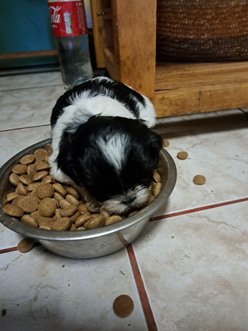 Szczeniak Shih Tzu z rodowodem