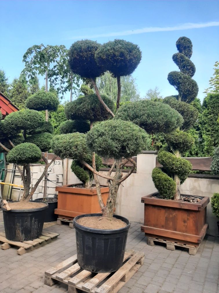 bonsai Rośliny formowane Sosna,swierk,jalowiec