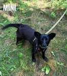 Mała suczka, 1, 5 roczna Mini, adopcja za darmo oddam