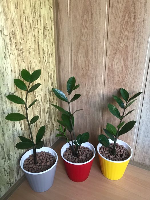 Кімнатні рослини Заміокулькас (8 шт.)