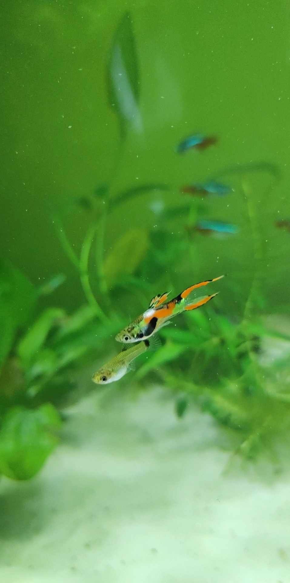 Akwarium 60l plus rybki