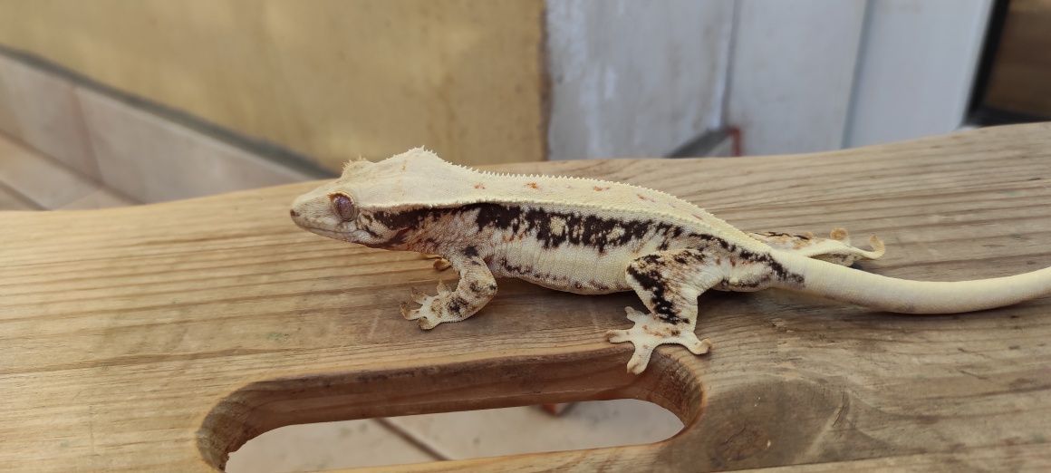 Gekon orzesiony crested gecko