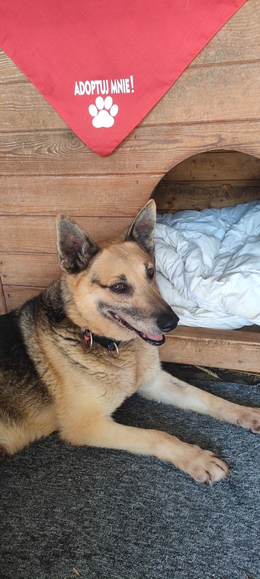 Pilna adopcja! Starszy, spokojny pies, błagamy o dom