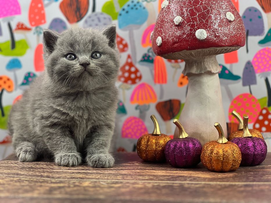 Kot brytyjski kocięta brytyjskie kotka brytyjska