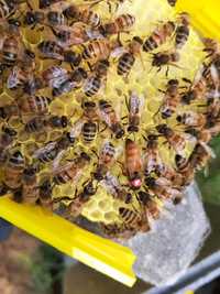 Matki pszczele unasiennione i nieunasiennione