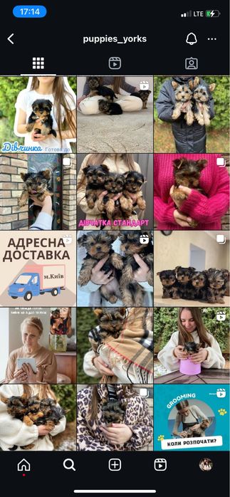 Малюки йорки стандарт та міні