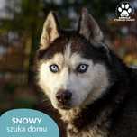 Snowy w typie Husky do adopcji