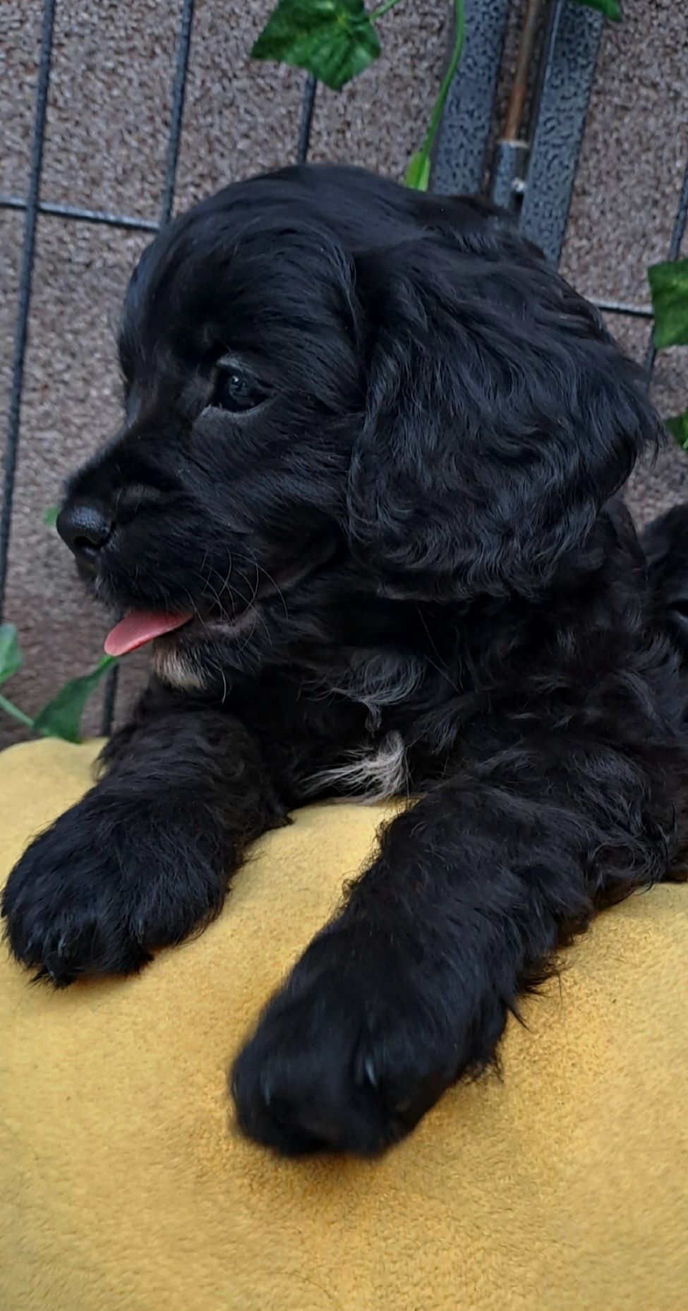 Śliczny Piesek Cavapoo (Cavalier king charles spaniel/ Pudel)
