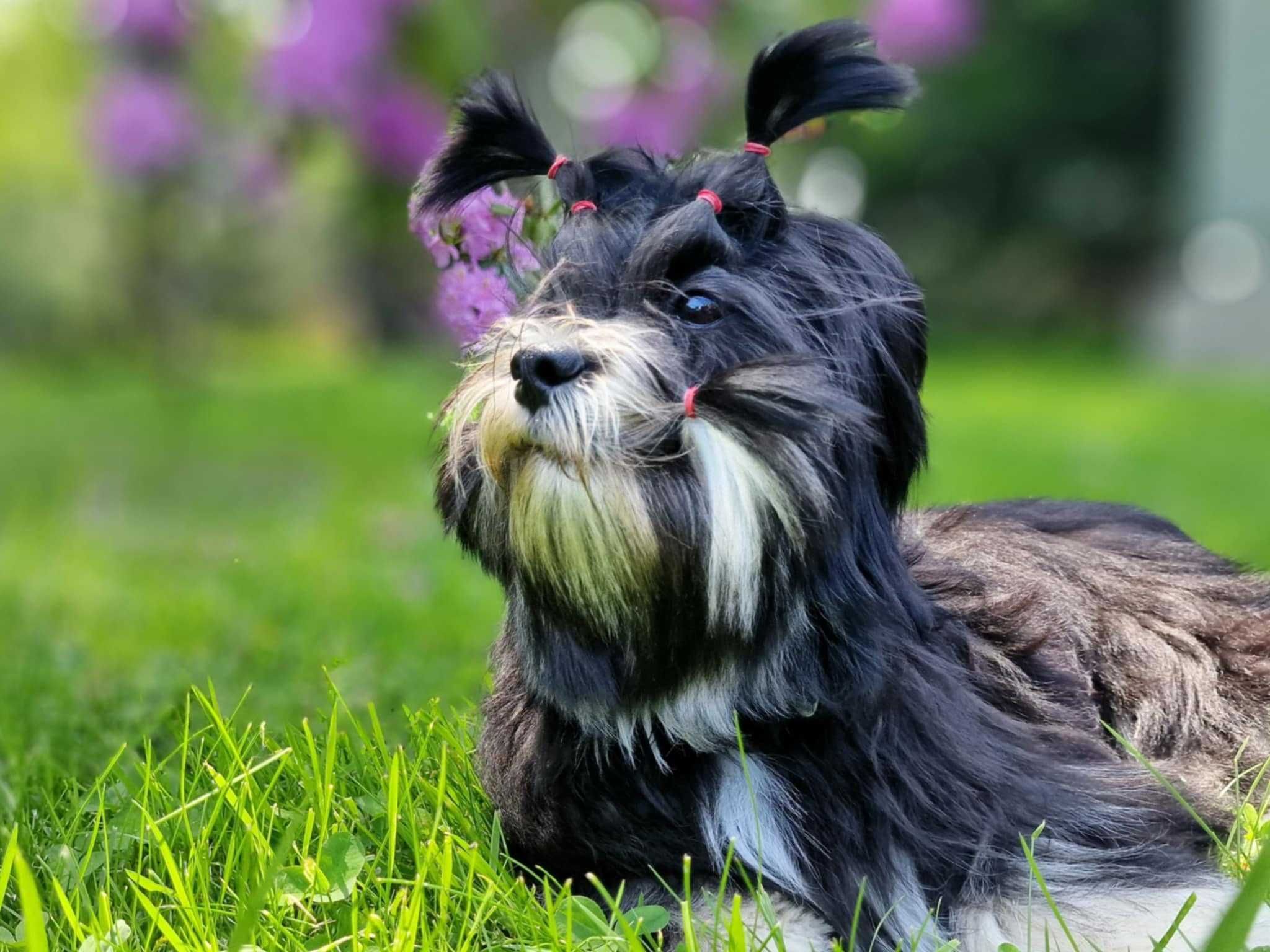 Piekne szczenie Lhasa Apso ZKwP/FCI