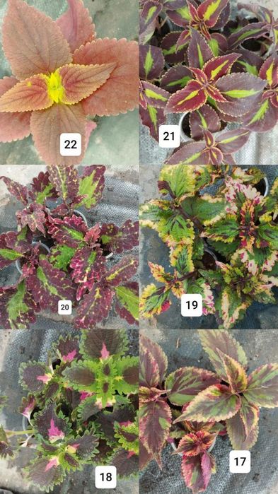 Продам колеуси різних сортів