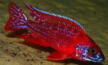 Aulonocara red burgund .5-6cm Pyszczaki  z Malawi