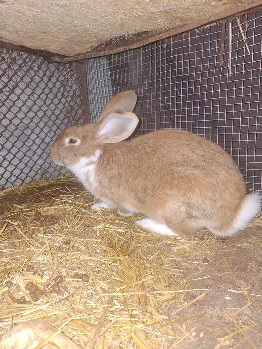 Samiec około 7 miesięcy