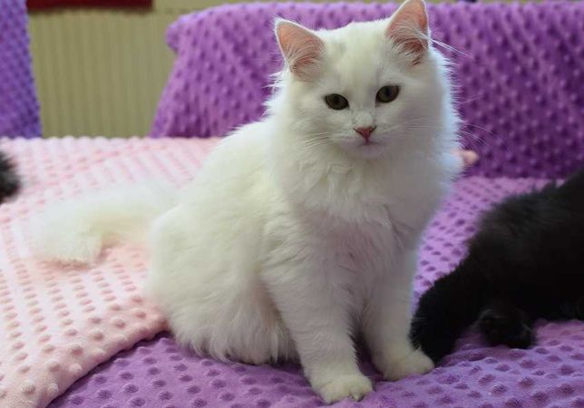 Biała   kotka Syberyjska WCF