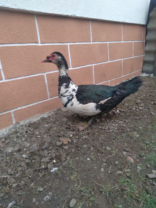 Продам качурів .