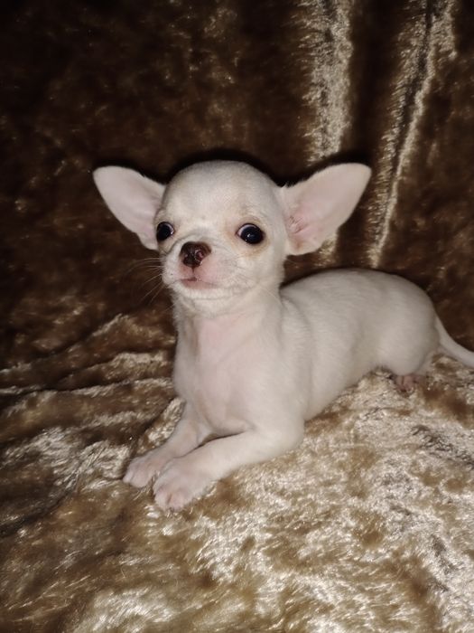 Міні дівчинка чихуахуа