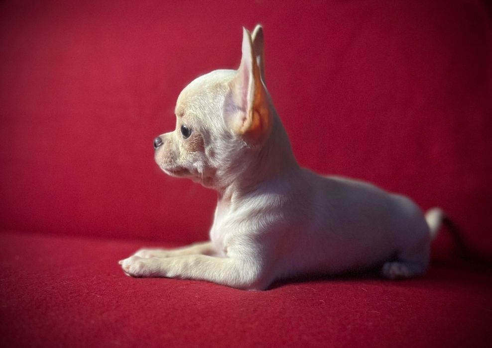 Chihuahua piesek z rodowodem chi