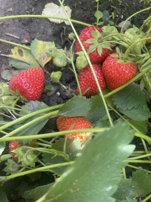 Саджанці ремонтантної полуниці сорту Бурбон