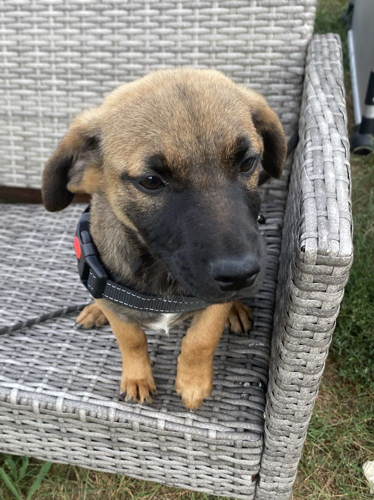 Szczeniak do adopcji za darmo