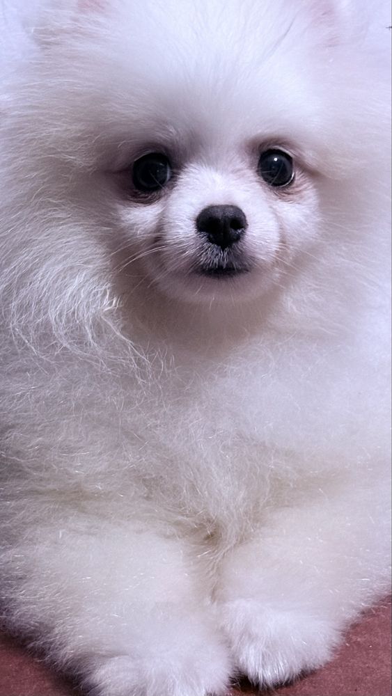 Lulu da Pomerânia Anão / spitz