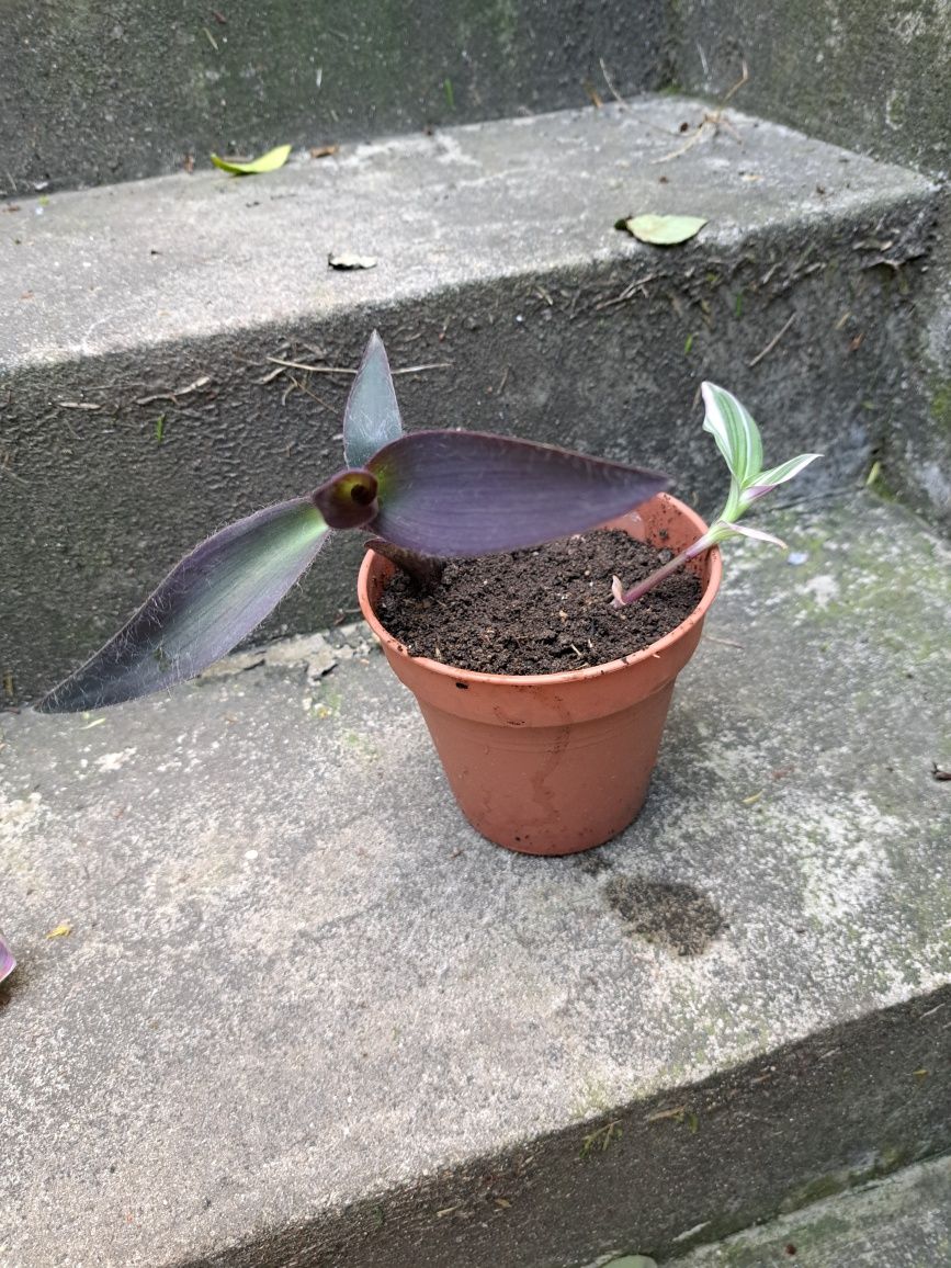 Vaso com duas plantas Tradescantia