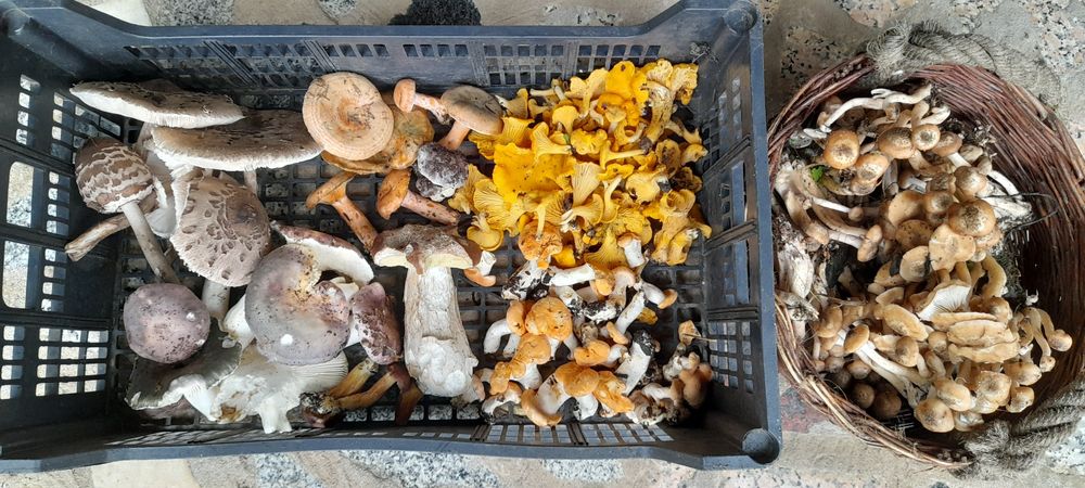 Cogumelos Silvestres, Sementes girasois várias cores, Suculentas, plan