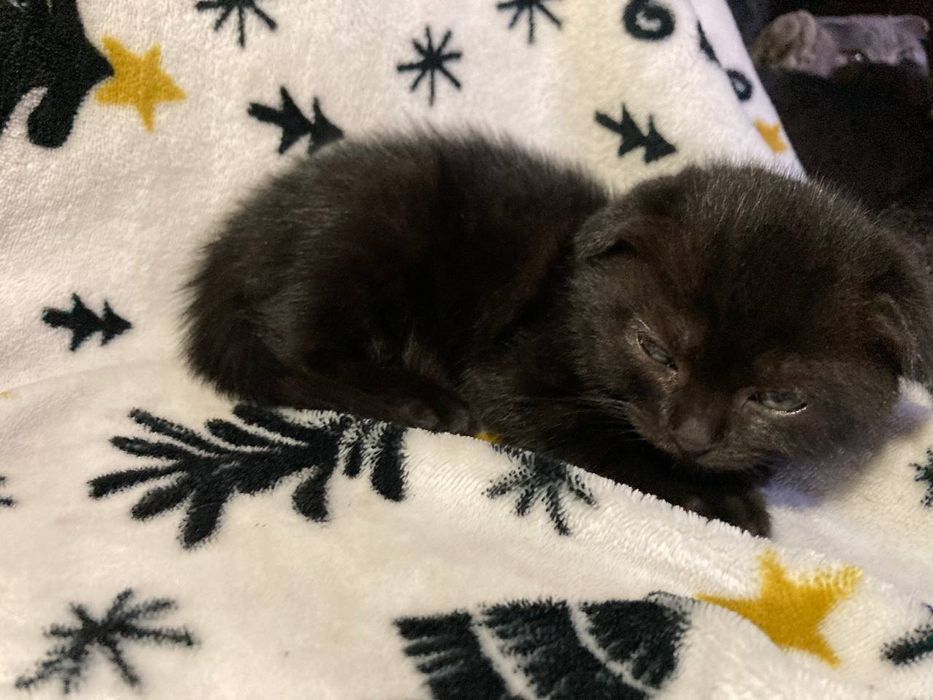 Котенята шукають сім'ю