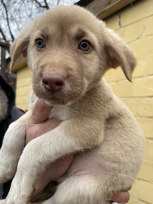 Домашне цуценя-хлопчик шукає родину