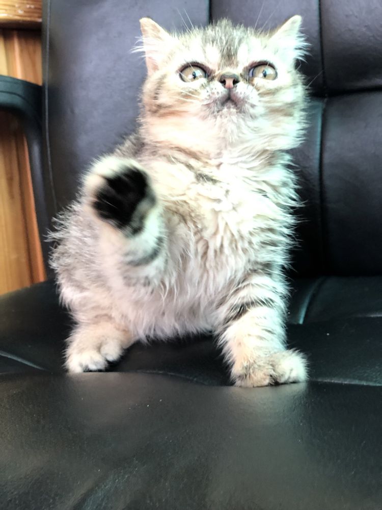 Котенок 3 месяца, полностью привита