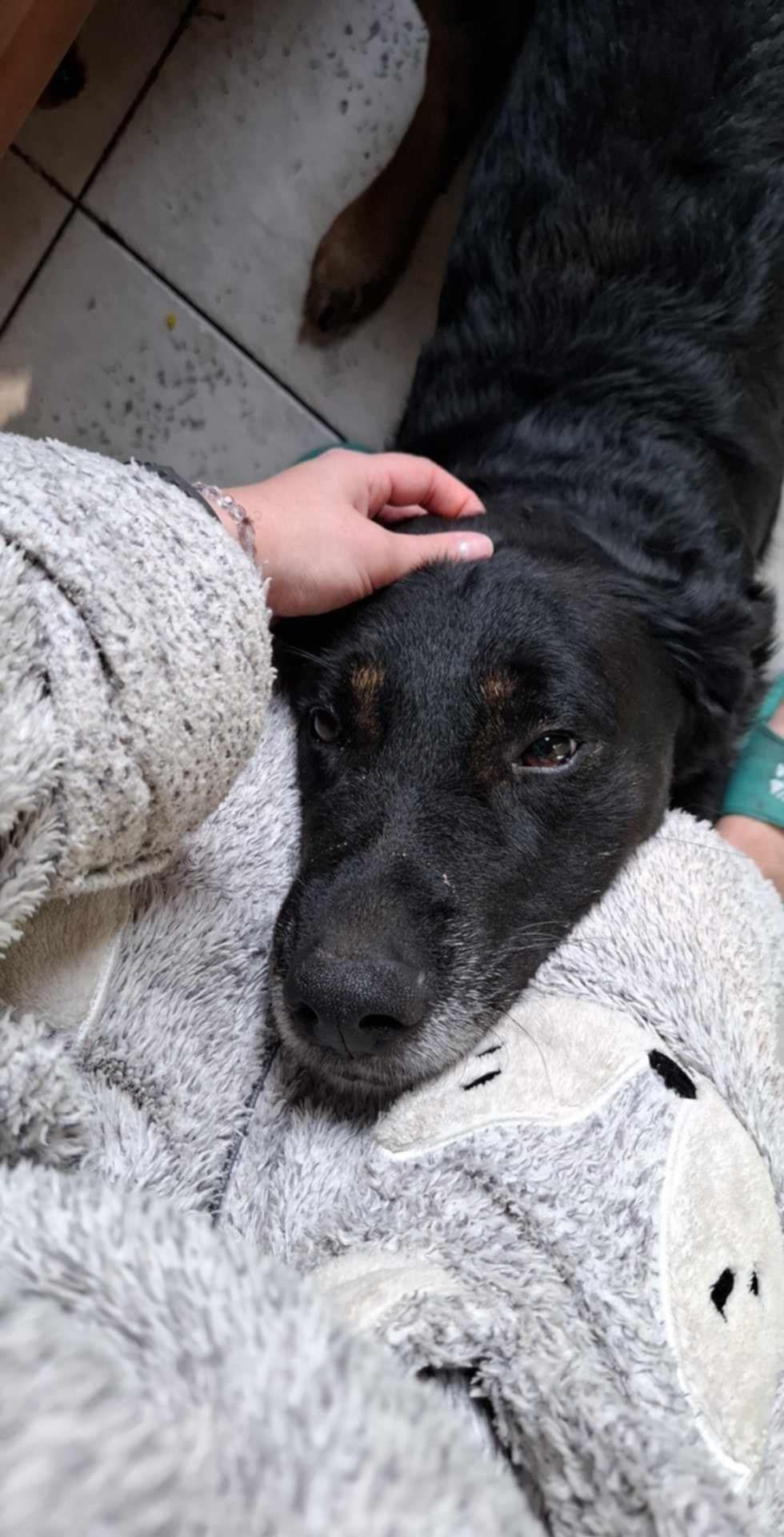 Koda szuka domu i miłości