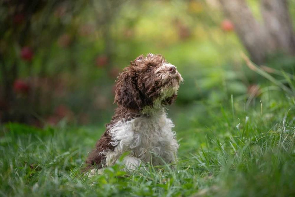 Lagotto Romagnolo - bystry chłopiec ZKwP FCI