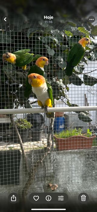 Marinha de Cabeça Canela