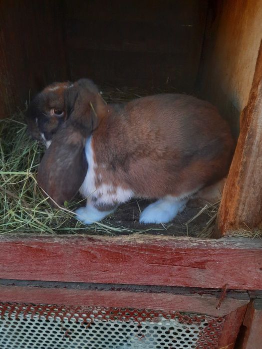 Samce i samice barana francuskiego