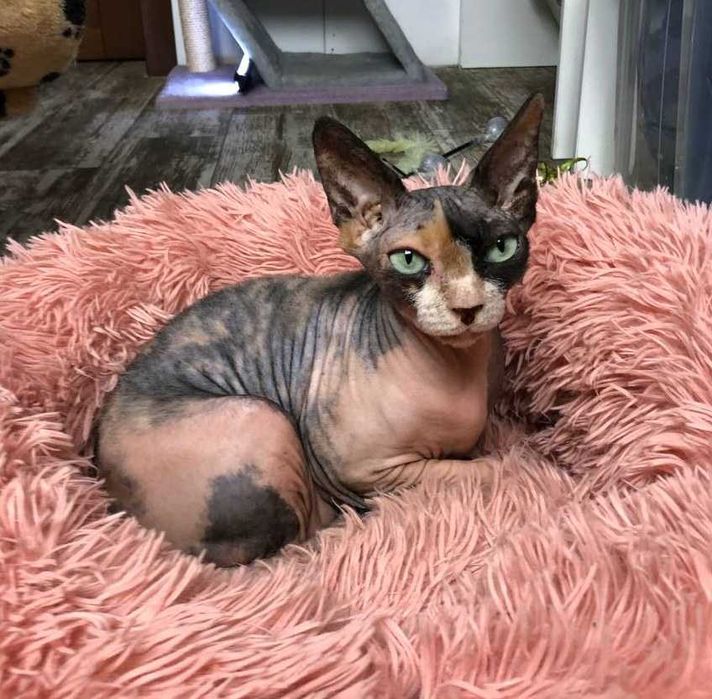 Кошечка редкой КРАСОТЫ, породы Сфинкс, по кличке Стеша (ей 4 годика)