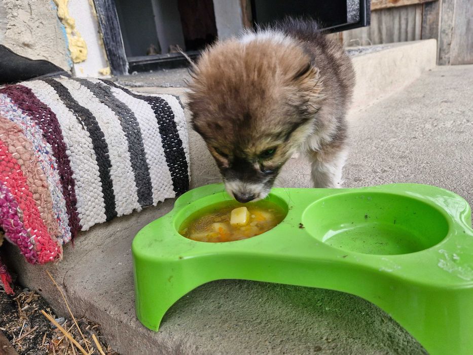 Цуцик шукає свого господаря