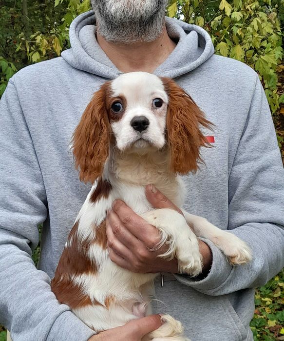 Cavalier king Charles Spaniel ZKwP FCI piesek WIKO