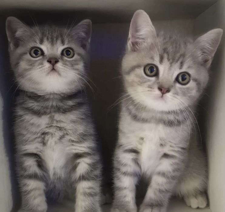 Шотландские прямоухие котята