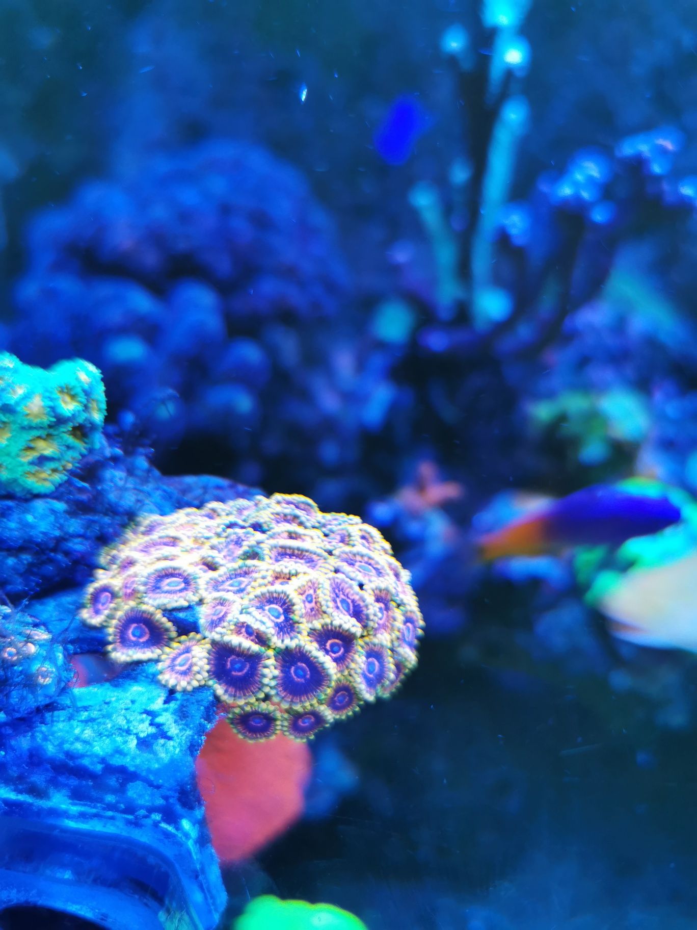 Zoanthus mind trick, zoa, koralowiec, morskie