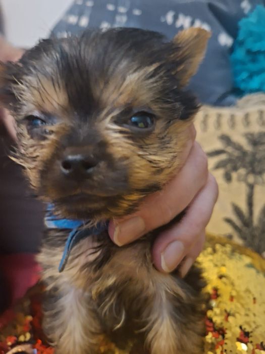 yorkshire terrier Piesek