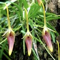 Мініатюрна орхідея Barbosella prorepens