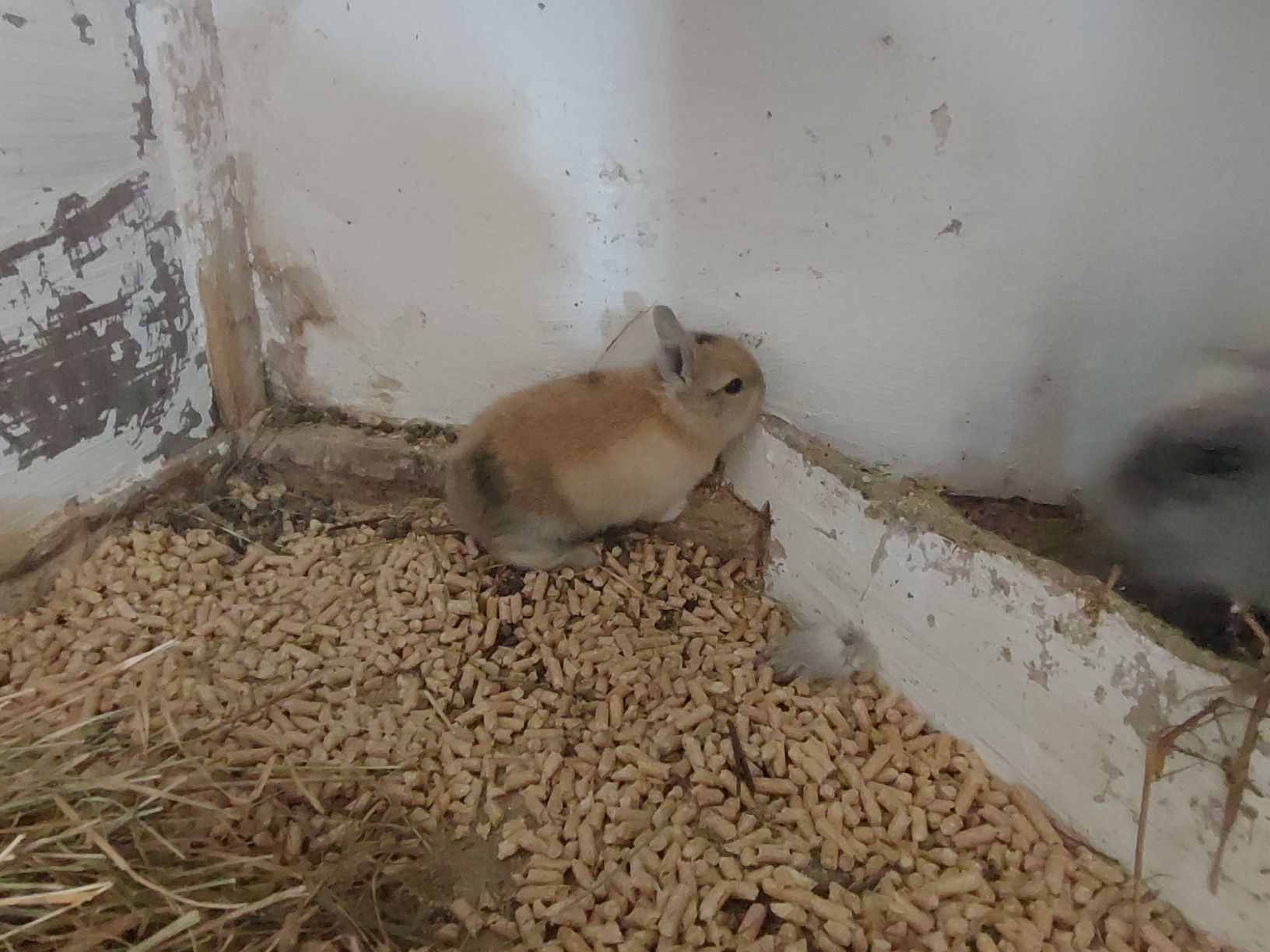 Króliki miniaturki