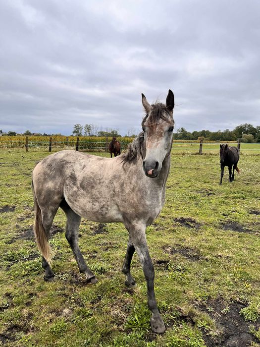 Czysta Krew Arabska Castini Wałach