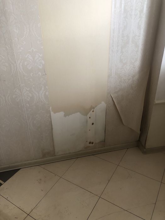 Удаление плесени - дезинфекция тараканов плесени — быстро и надёжно