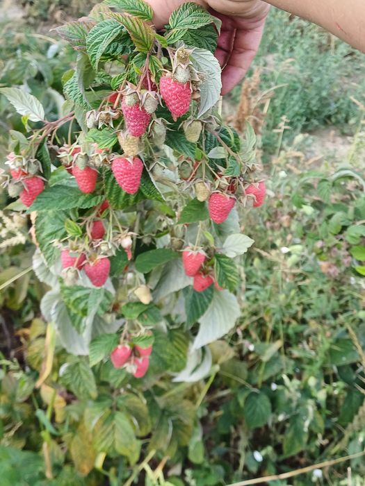 Sprzedam sadzonki maliny