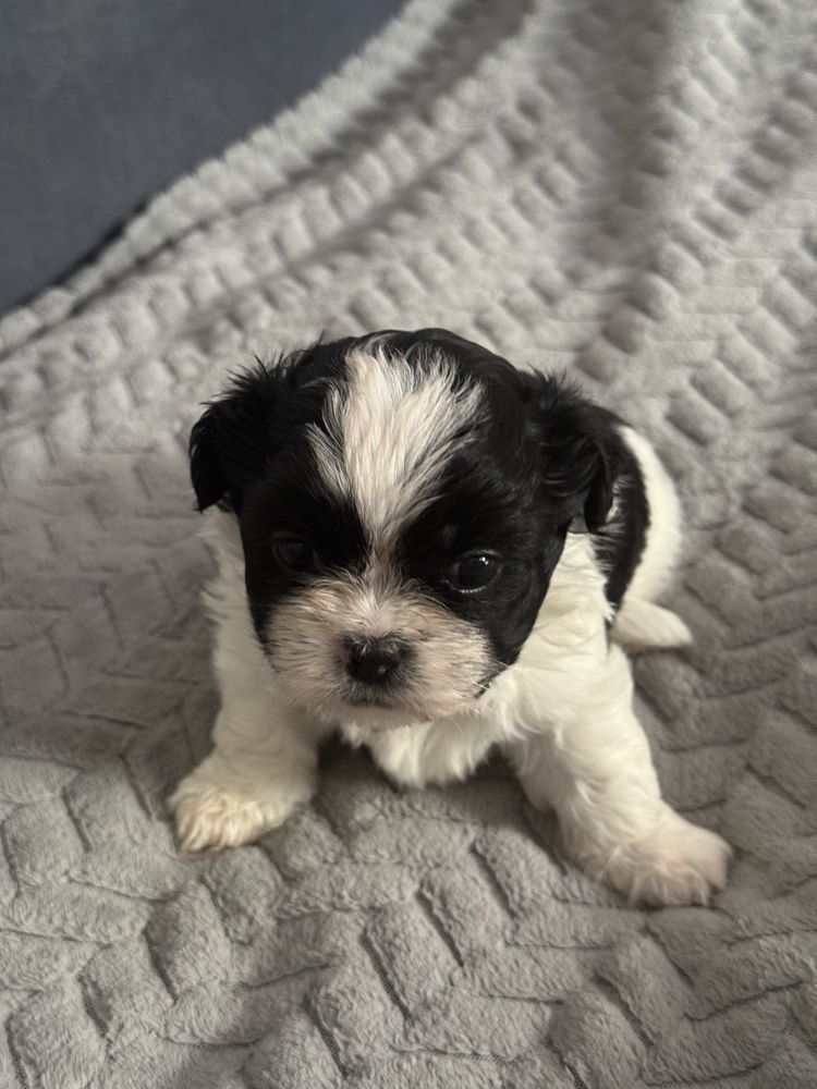 Słodki piesek Shih Tzu