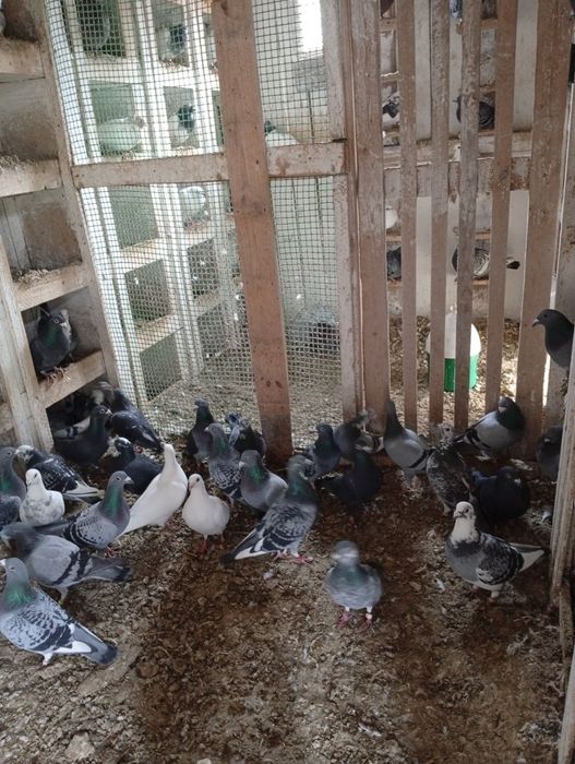 Gołębie pocztowe sprzedam