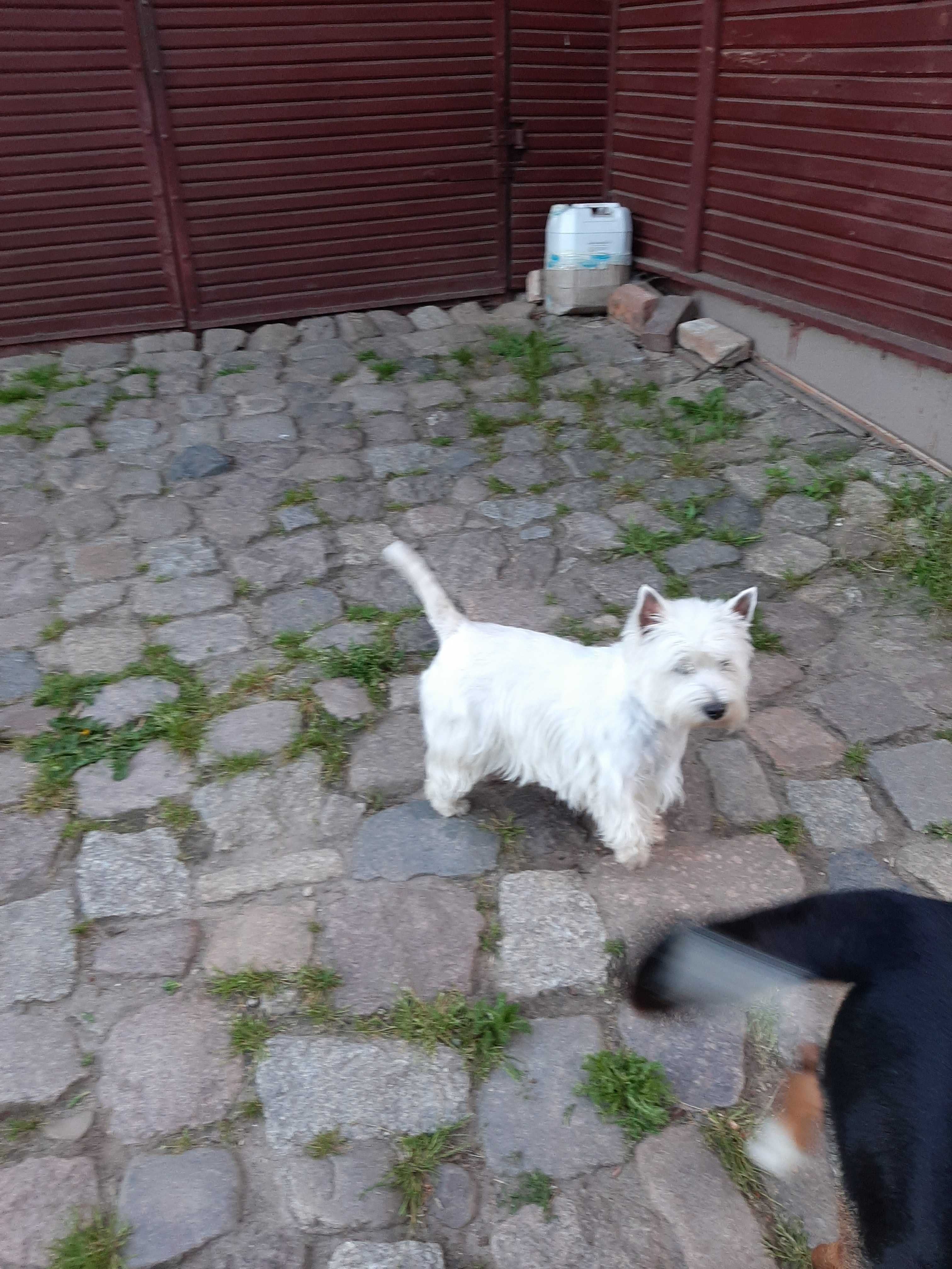 West Highland White Terrier FCI