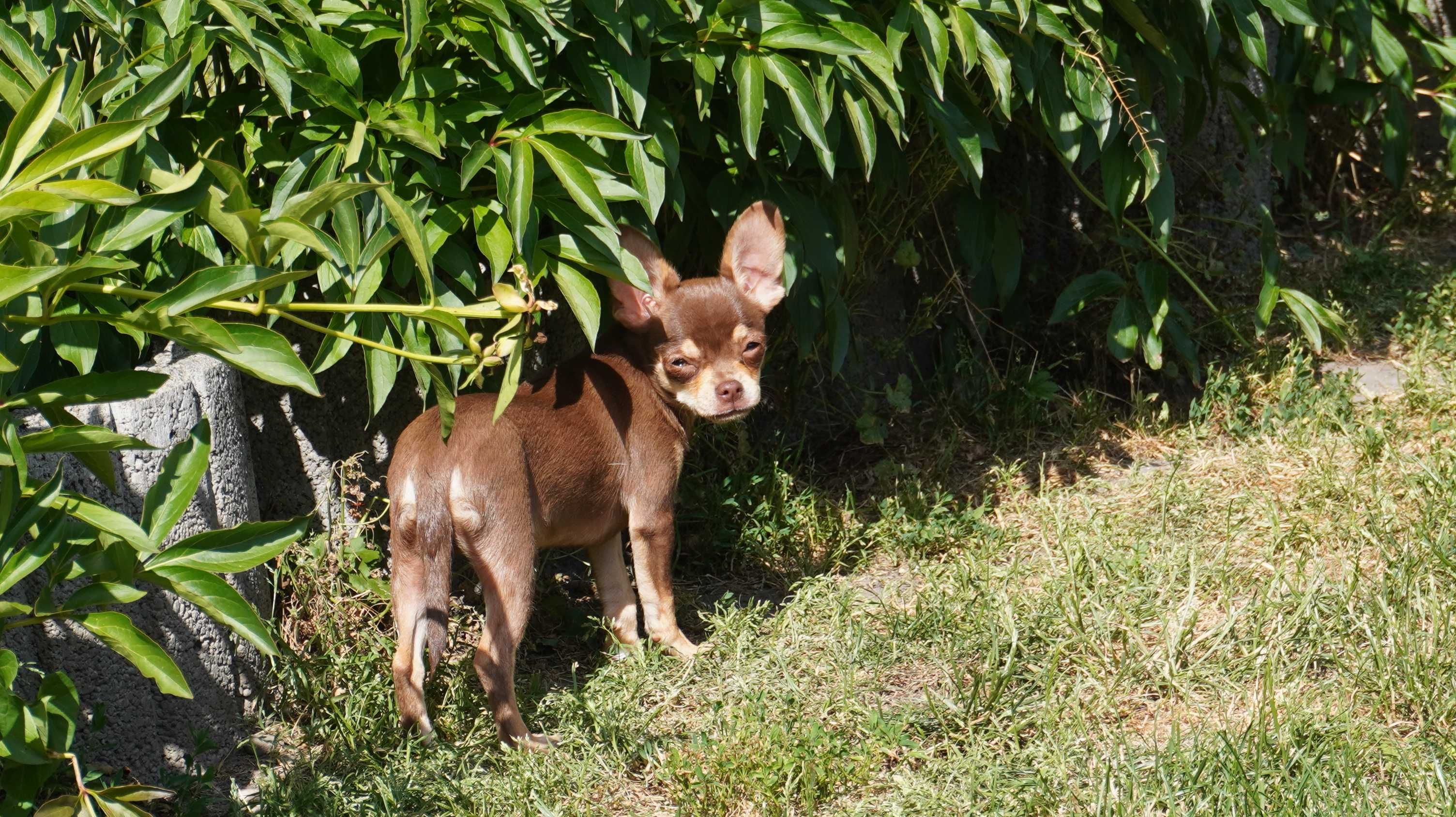 Czekoladowy piesek Chihuahua krótkowłosy - ZKwP/FCI